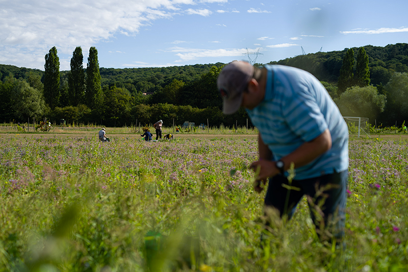 la vie en herbes mission