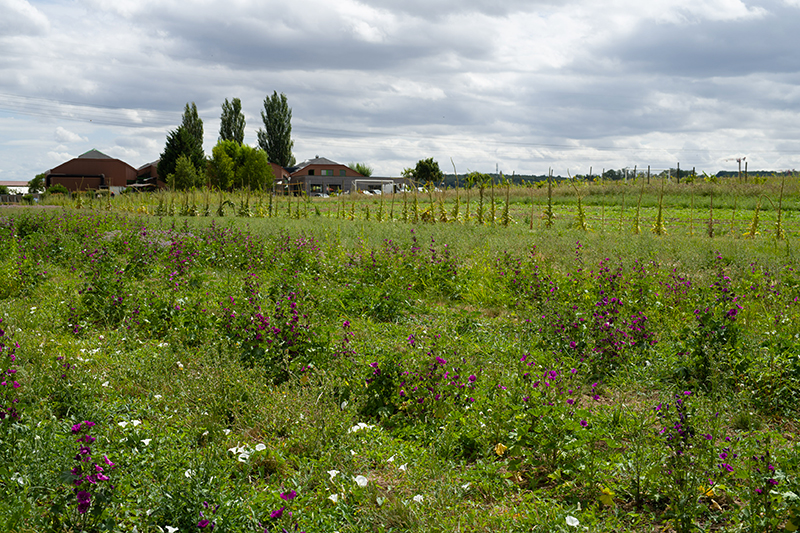 la vie en herbes